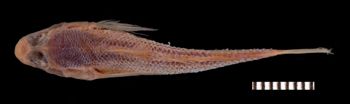 Media type: image;   Ichthyology 58108 Aspect: dorsal,description